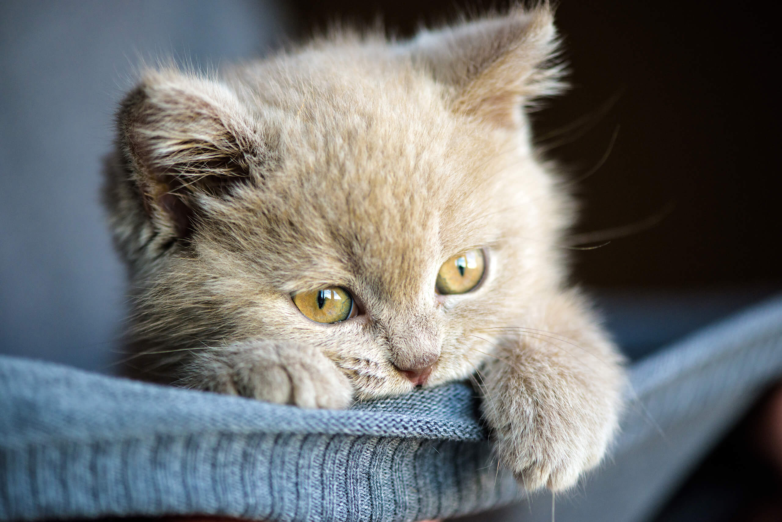 Blazen doneren maat Kittens: Waar u op moet letten bij de aanschaf en opvoeding | Cat's Best
