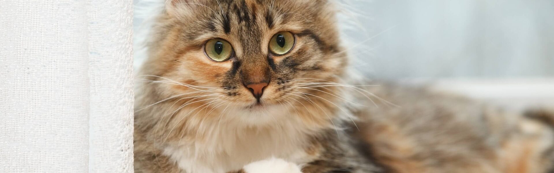 verrassing kapsel Stal Langharige katten: hoe u voor hun vacht moet zorgen | Cat's Best