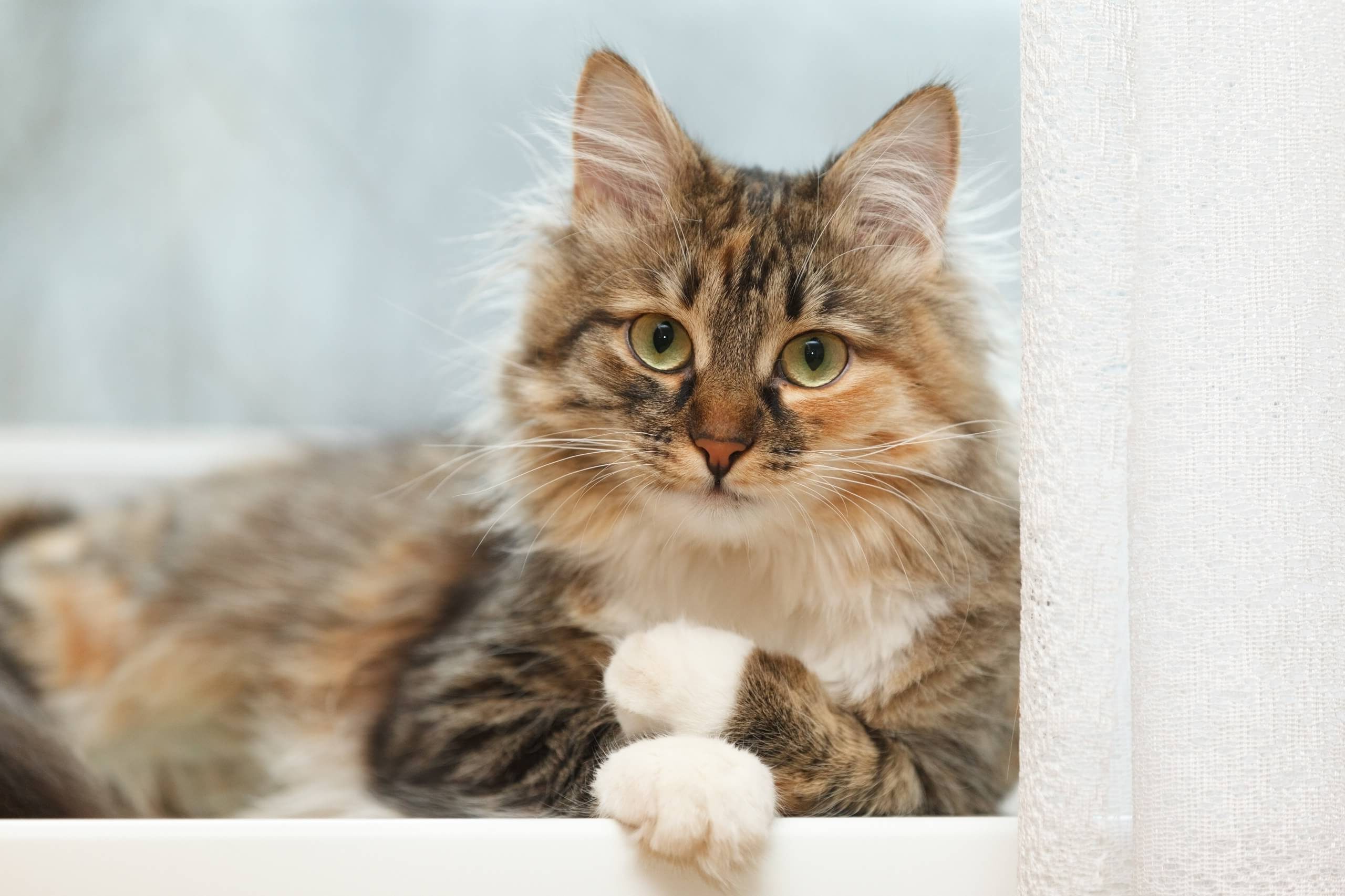 verrassing kapsel Stal Langharige katten: hoe u voor hun vacht moet zorgen | Cat's Best